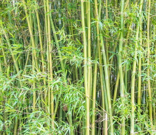 Fundo verde com bambus.