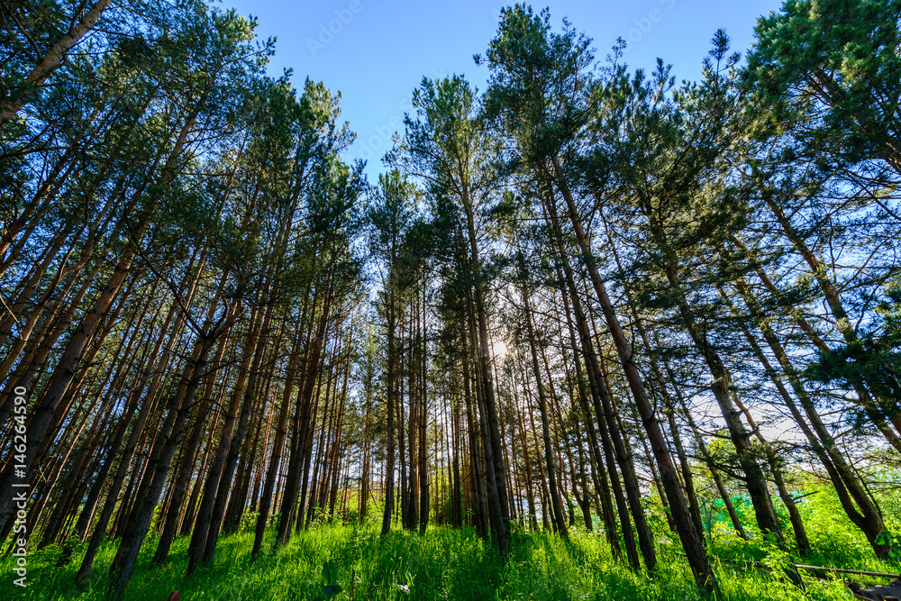 Fototapeta premium Alley with tall trees in the park