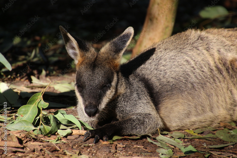 Fototapeta premium Känguru