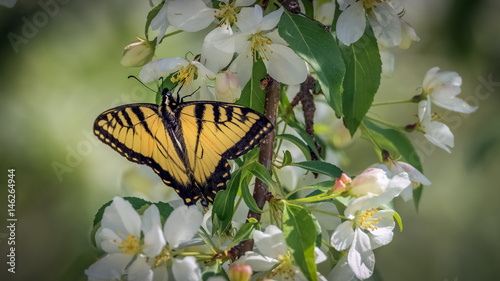 Eastern tiger swallowtail butterfly on an American plum bush with white blossoms
