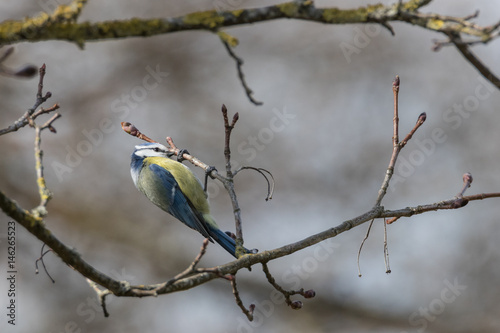 Blaumeise, Cyanistes caeruleus