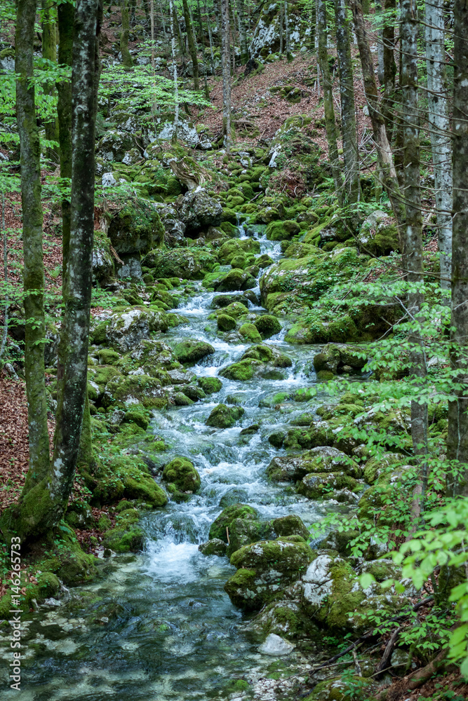 Fototapeta premium creek between stones covered with green moss