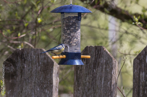 Blaumeise, Cyanistes caeruleus