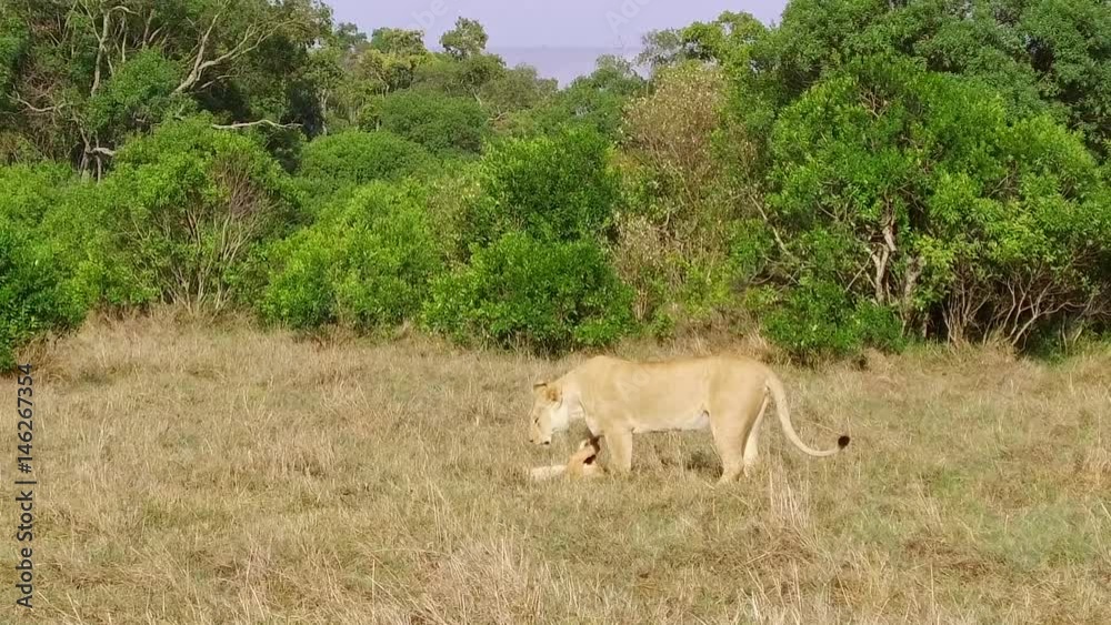 lioness with cub playing in savanna at africa lioness with cub playing in savanna at africa
