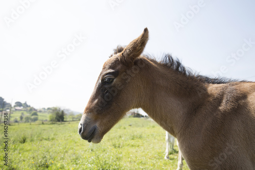 Foal