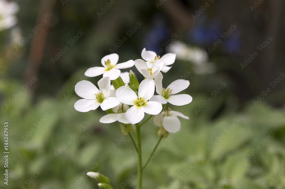 Arabis caucasica ornamental garden white flowers, mountain rock cress in bloom Arabis caucasica ornamental garden white flowers, mountain rock cress in bloom