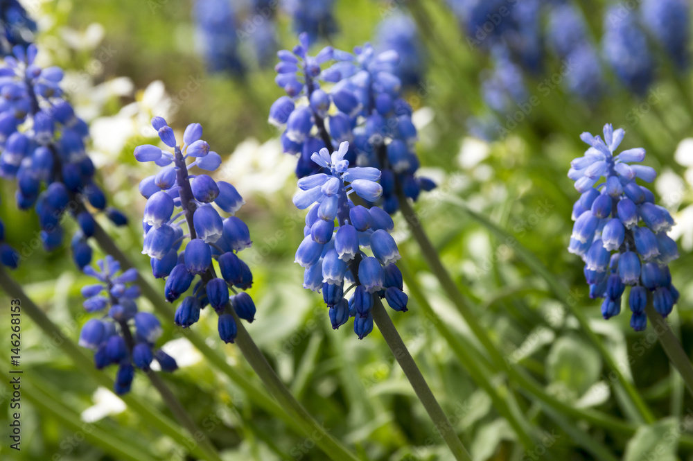 Muscari armeniacum, blue spring bubous flowers in bloom Muscari armeniacum, blue spring bubous flowers in bloom