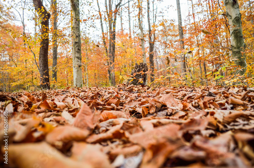 Macro closeup of fallen brown autumn leaves in golden forest