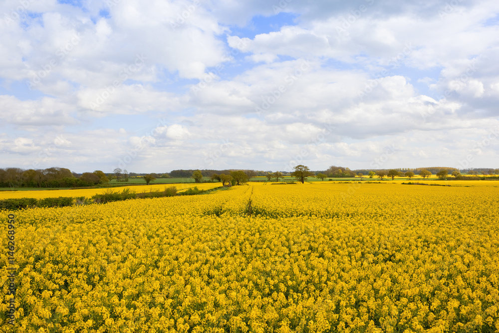oilseed rape crops oilseed rape crops