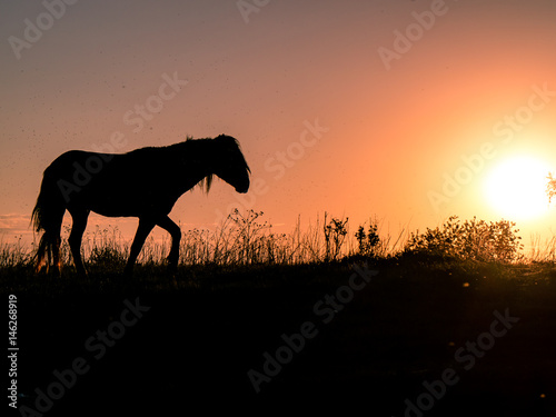 the silhouette of the horse against the sun