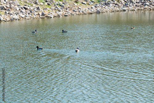 Birds and animals in wildlife. Beautiful duck flapping the wings in water of pond or river. Season of hunting and fishing. photo