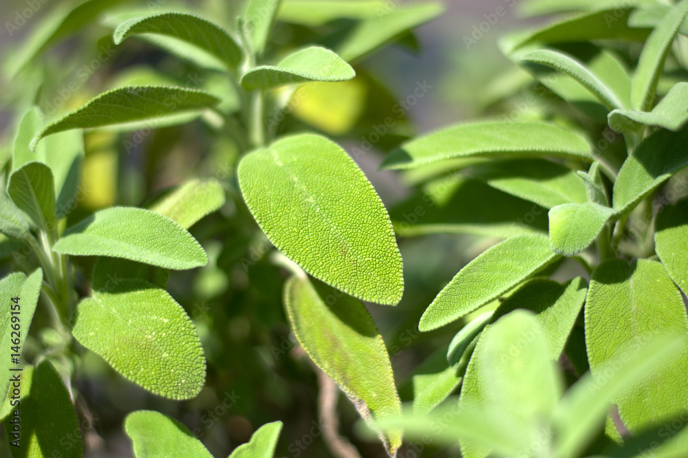 Obraz premium Salvia biologica