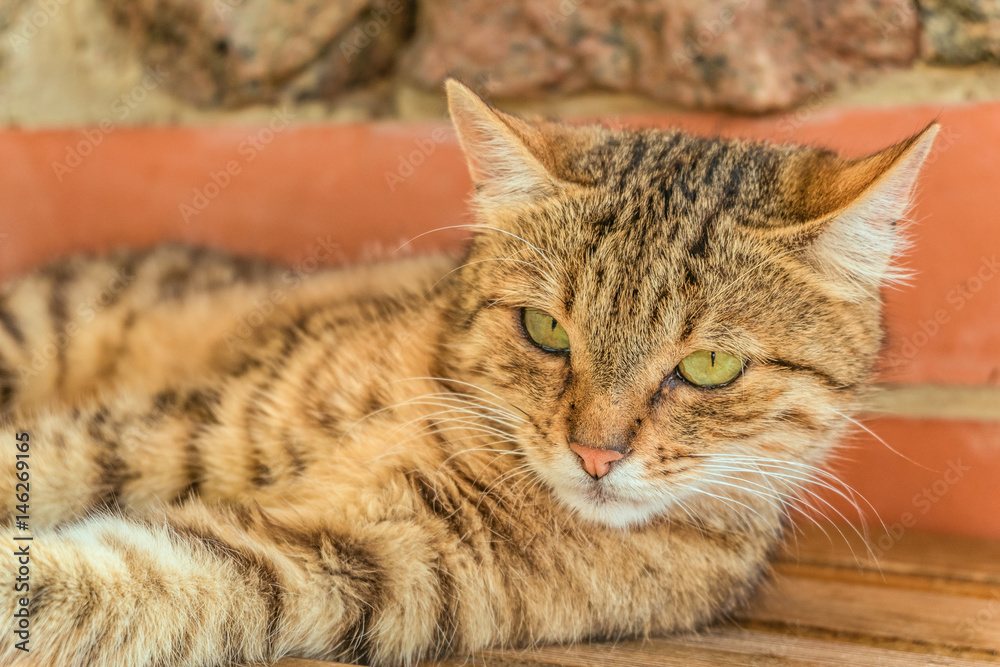 Portrait of cute tabby street cat. Lying tomcat. Limited depth of field.
