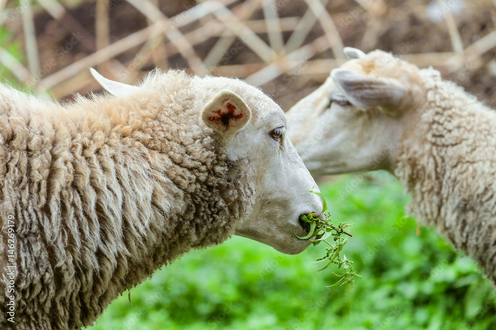 Grazing sheep. Head of the animal eating the green stalk. Farm animals scene with limited depth of field. Grazing sheep. Head of the animal eating the green stalk. Farm animals scene with limited depth of field.