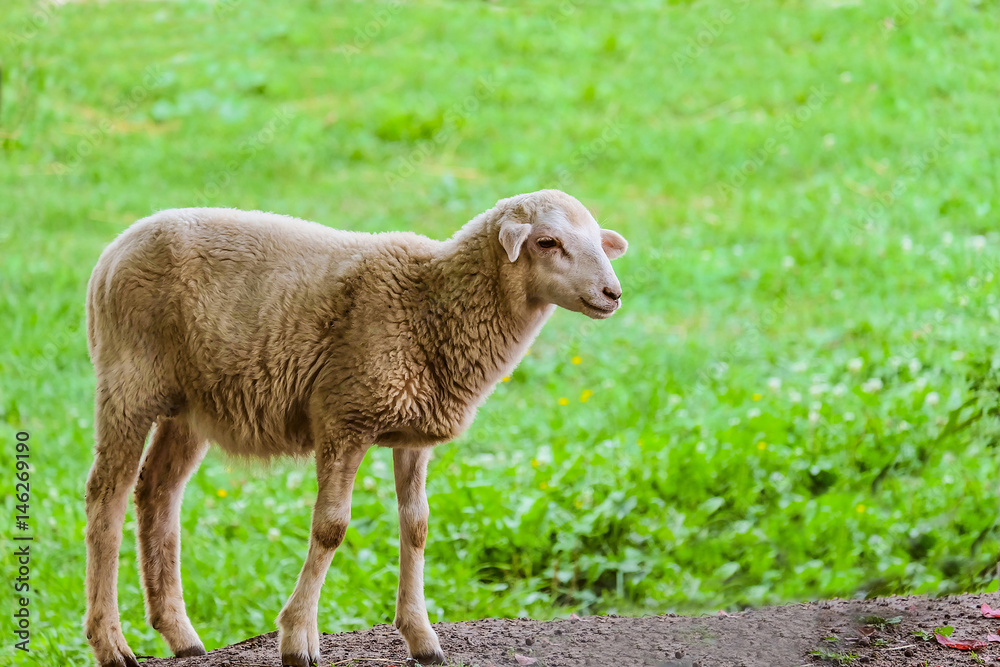 Little lamb on a background of green grassy meadow. Agricultural scene with limited depth of field. Little lamb on a background of green grassy meadow. Agricultural scene with limited depth of field.