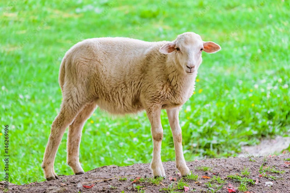 Little young lamb on a background of green grassy pastures. Agricultural scene with limited depth of field.