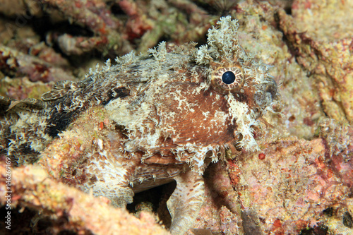 Banded Toadfish (Halophryne diemensis). Dampier Strait, Raja Ampat, Indonesia photo
