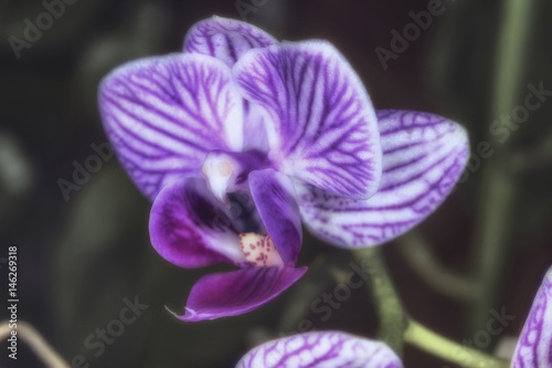 Soft Purple Orchid Flower