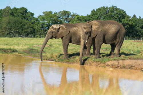 Elefanten trinken am Wasserloch 