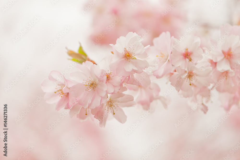 Naklejka premium Frische junge Kirschblüten in weichem Weiss und Rosa