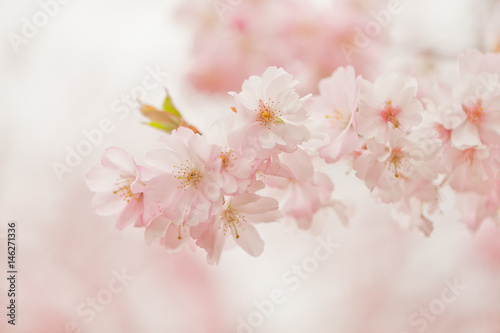 Frische junge Kirschblüten in weichem Weiss und Rosa © fefufoto