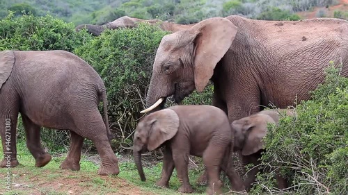 Two elephant babies playing and eating next to a protective female elephant