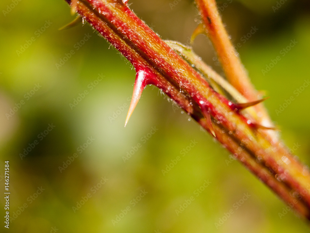 extreme close up on a thorn on a red and hairy branch outside in the forest extreme close up on a thorn on a red and hairy branch outside in the forest