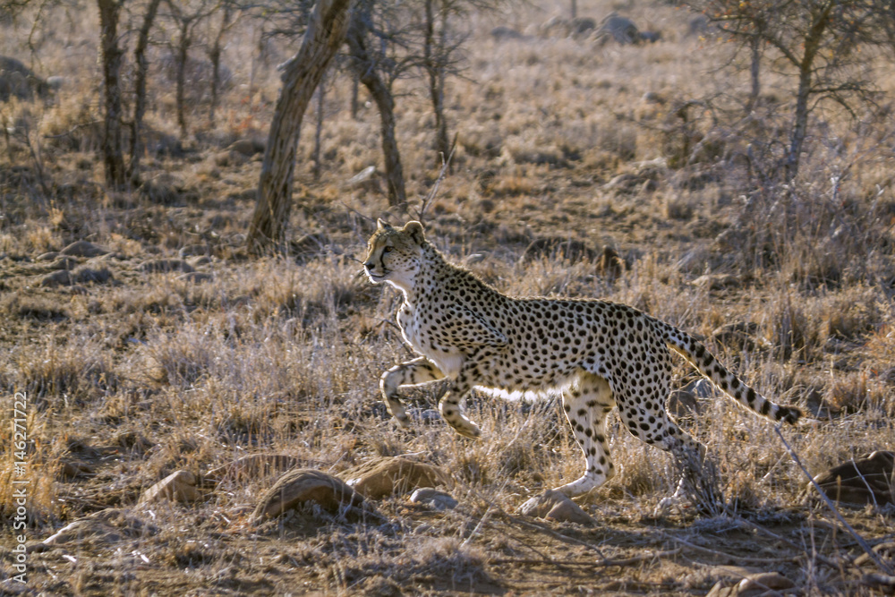 Obraz premium Specie Acinonyx jubatus family of felidae