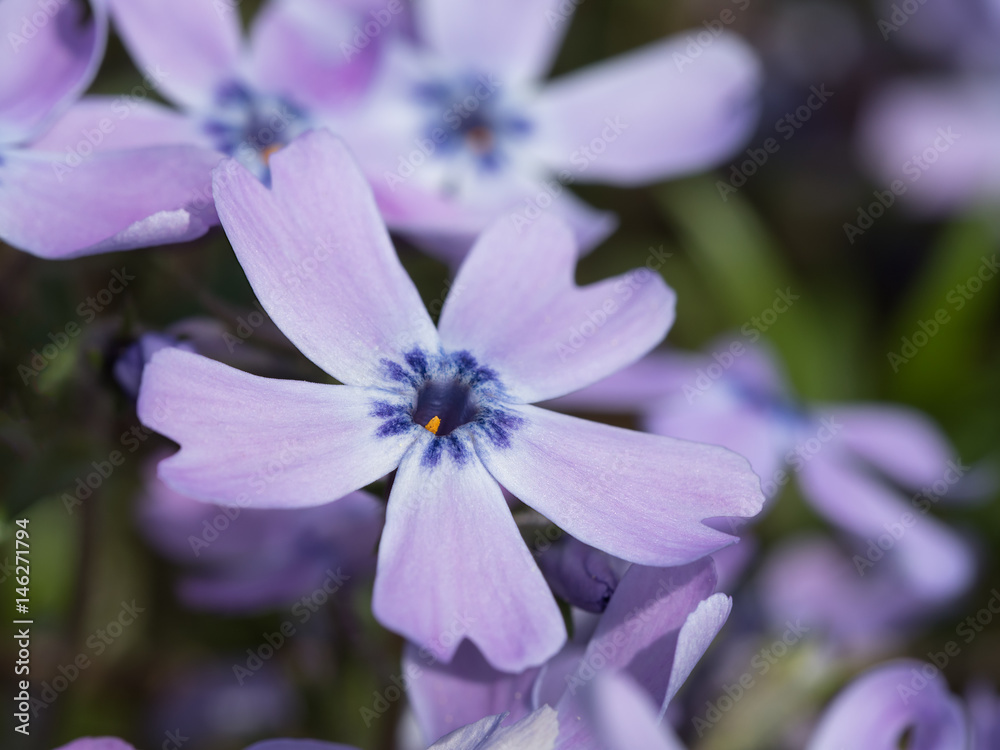 Moss phlox close up