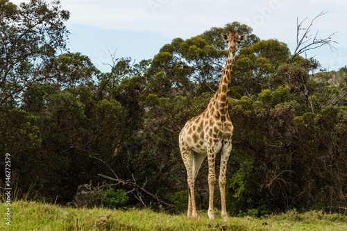 A full body photo of a giraffe with trees in the background .Picture taken in Port Elizabeth  South Africa  Circa 2017.