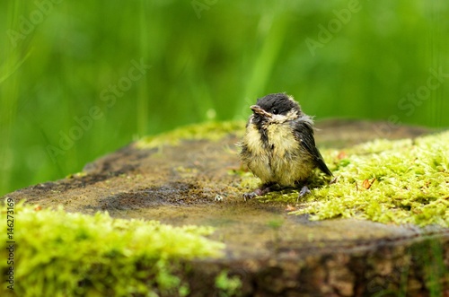 Titmouse photo