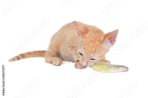 A ginger kitten gnaws raw fish. Isolated on white background