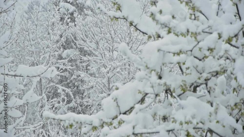 Snow-covered trees and branches