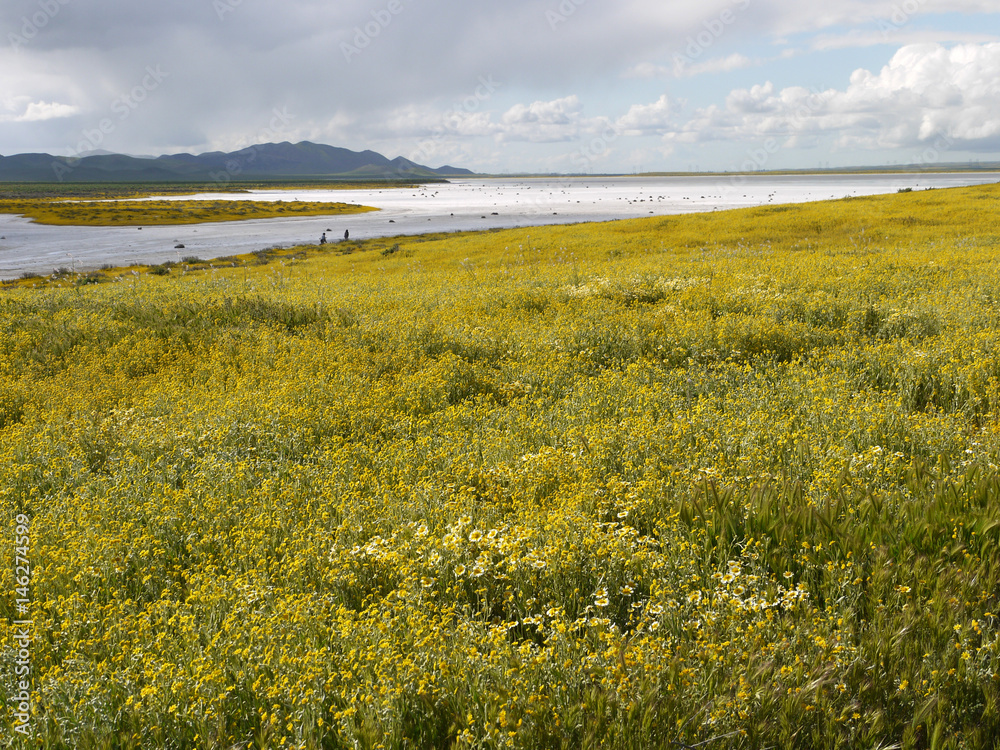 Carrizo Plain National Monument Superbloom California USA
