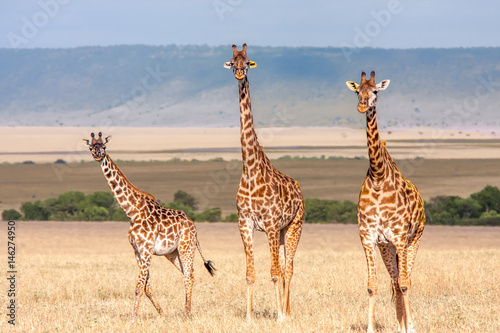 Photography Giraffe Family
