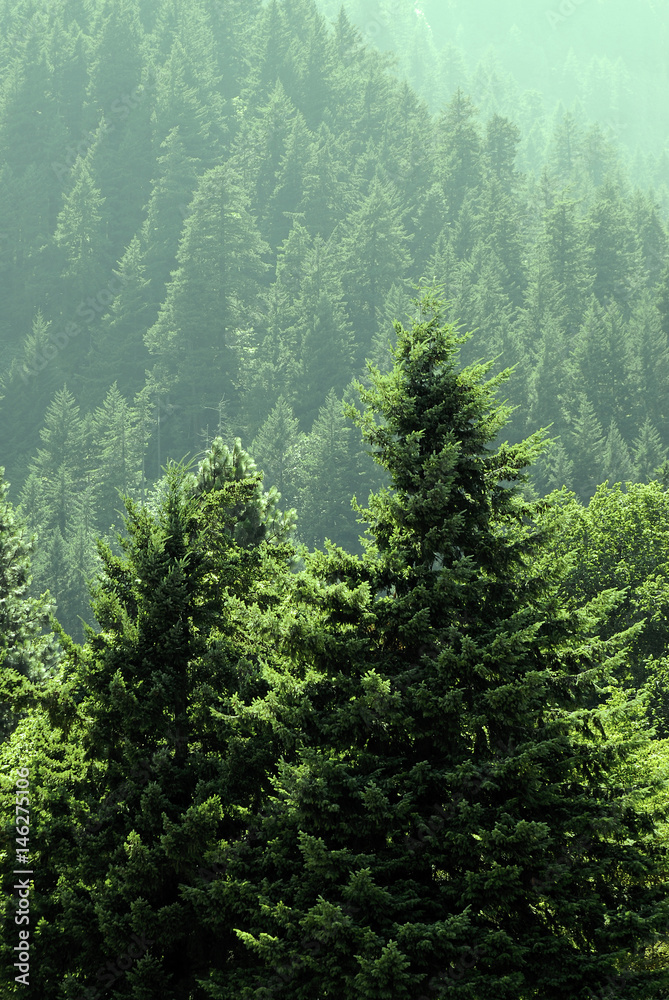Forest of Lush Green Pine Trees