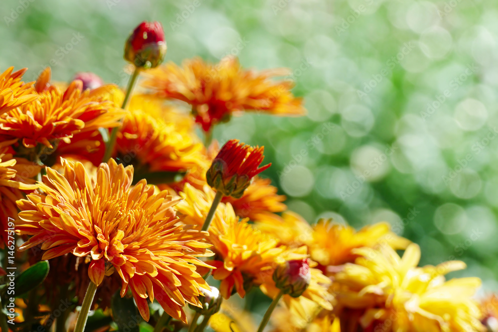 Yellow flowers chrysanthemums blooming on the flowerbed in the park. Yellow flowers chrysanthemums blooming on the flowerbed in the park.