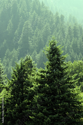 Fototapeta Naklejka Na Ścianę i Meble -  Forest of Lush Green Pine Trees