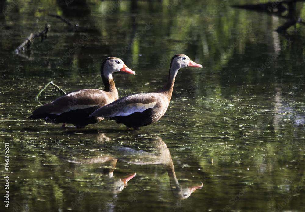 Black-bellied Whistling-Ducks reflections Black-bellied Whistling-Ducks reflections