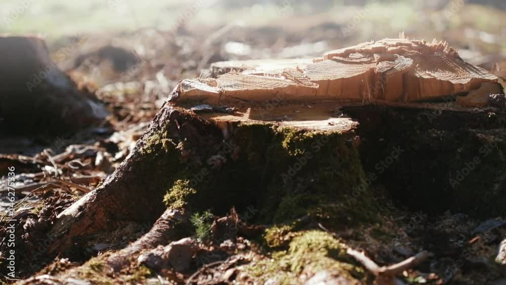 tracking shot of a broken tree stump tracking shot of a broken tree stump