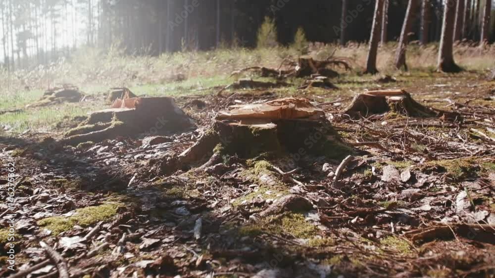 tracking shot of a broken tree stump