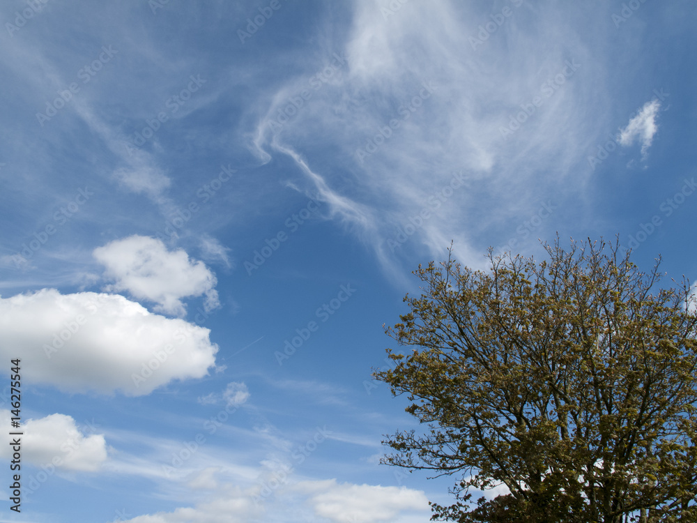 Springtime tree against a blue sky and white cloud formation Springtime tree against a blue sky and white cloud formation