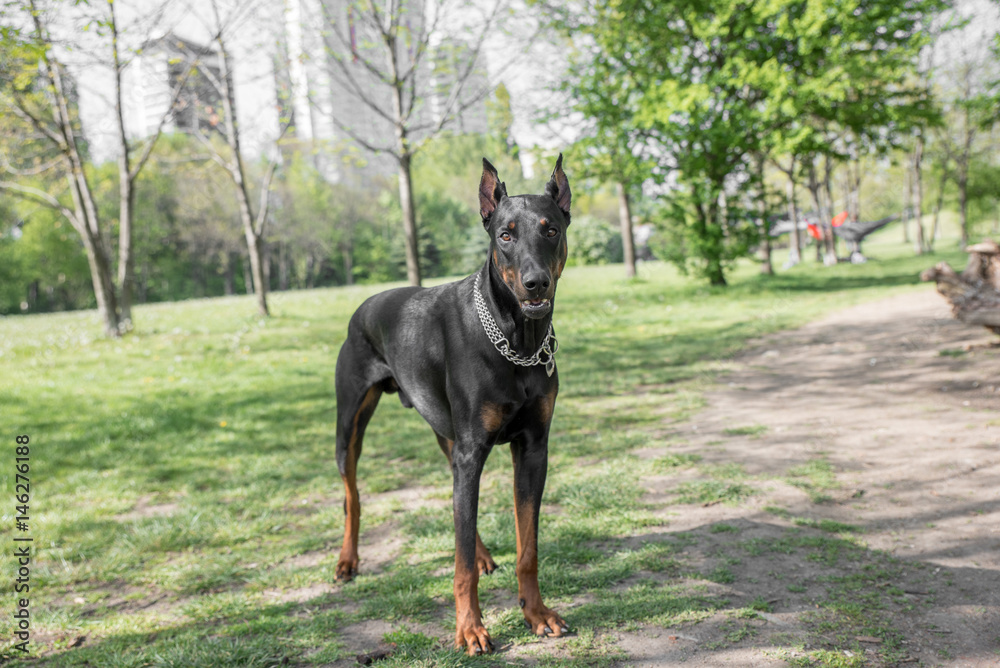 Brown Doberman pinscher portrait in the park Brown Doberman pinscher portrait in the park