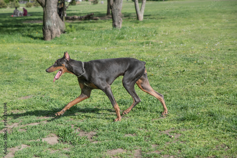 Brown Doberman Pinscher walking in the park