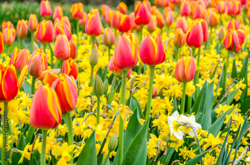 Fototapeta Naklejka Na Ścianę i Meble -  Blooming red tulips and yellow narcissus flowers in Keukenhof garden in Netherlands, Europe.