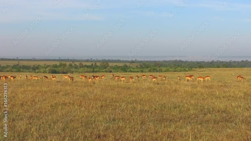 impala or antelopes grazing in savanna at africa impala or antelopes grazing in savanna at africa