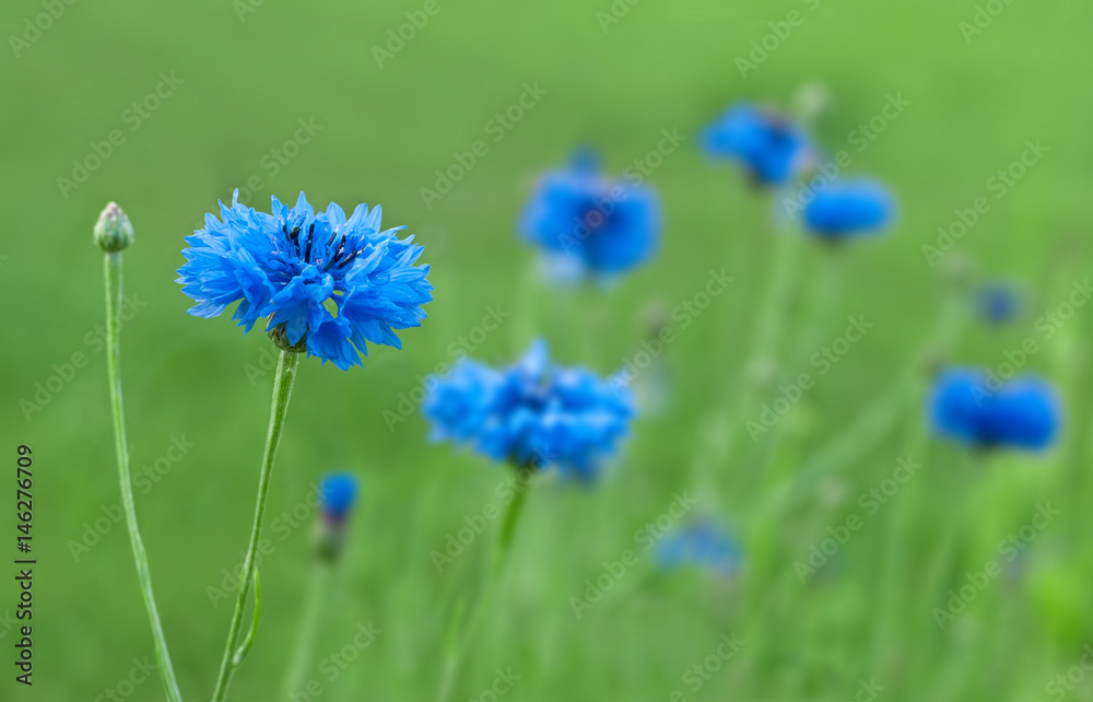 Blue centaurea flower on a background of grass and other cornflowers Blue centaurea flower on a background of grass and other cornflowers