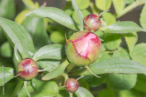 Rote Pfingstrosen Knospen nach Aprilregen im Sonnenschein