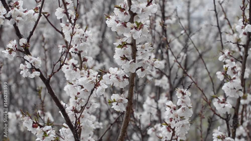 Branches of a blossoming apricot on the background of wet snow. Close-up Branches of a blossoming apricot on the background of wet snow. Close-up
