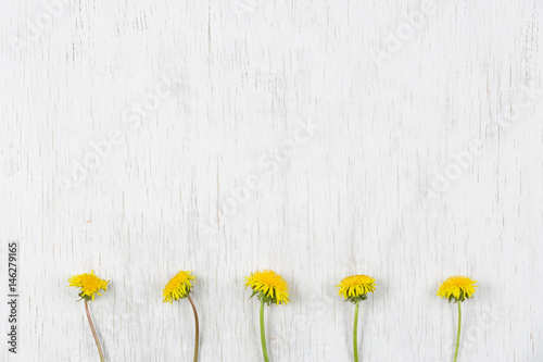 Dandelions on wooden white background. Top view. Spring, Summer concept. Flowers on white background.